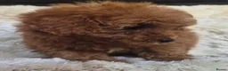 Cavapoo dogs for sale: Toy cavapoos heath checked 100 percent perfect - Advert 21