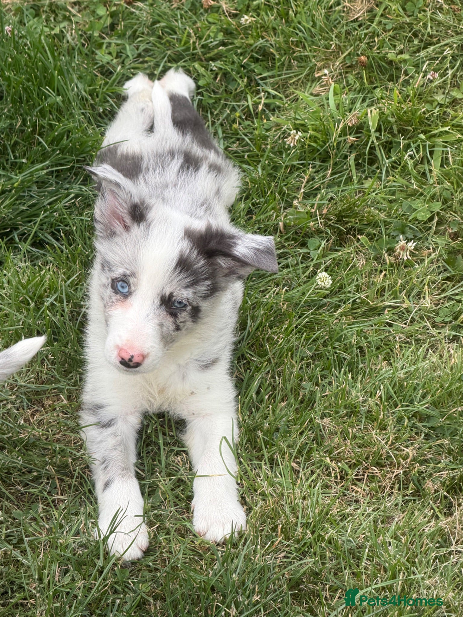 Border Collie dogs Beautiful Bouncy border collie puppies  - Advert 2