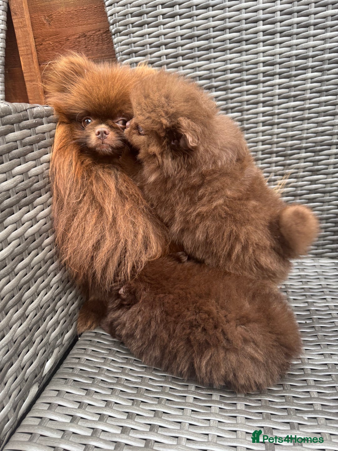 Pomeranian dogs for sale: 3 amazing teddy bear face puppies 🐻🐻🐻 - Advert 14