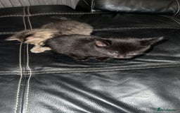 Domestic Shorthair cats for sale: Adorable tabby/bengal kittens to a good home - Image 23