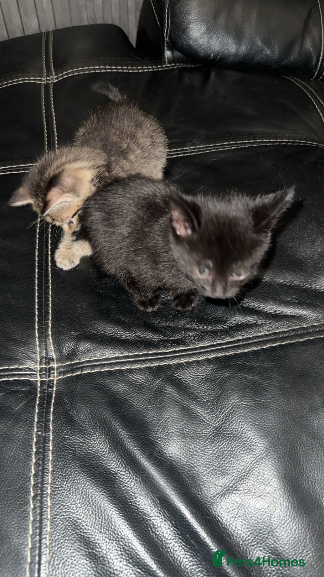 Domestic Shorthair cats for sale: Adorable tabby/bengal kittens to a good home - Image 23