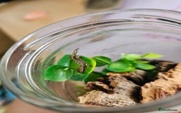 Gecko reptiles for sale: Small mourning gecko colony - Image 4