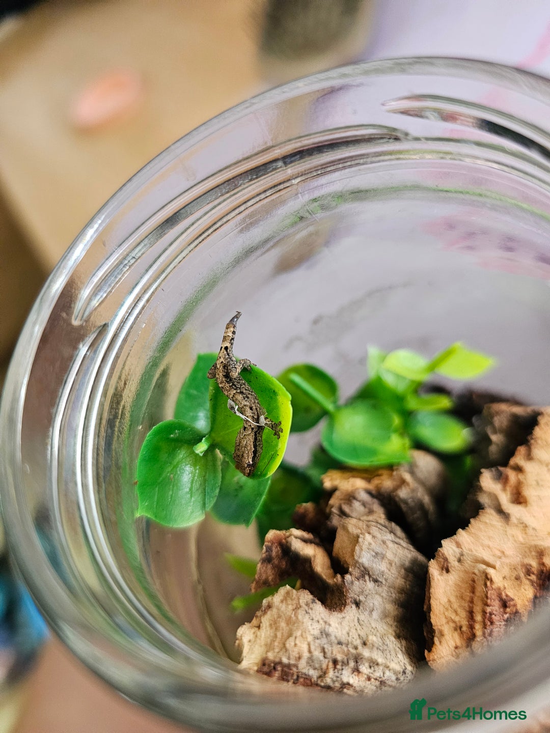 Gecko reptiles for sale: Small mourning gecko colony - Image 4