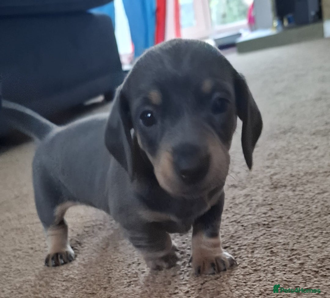 Miniature Dachshund dogs for sale: Miniature Dachshund Pups  in Banbury - Image 17