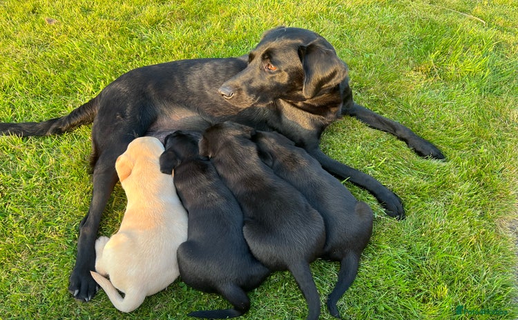 Labrador Retriever dogs - Advert 12