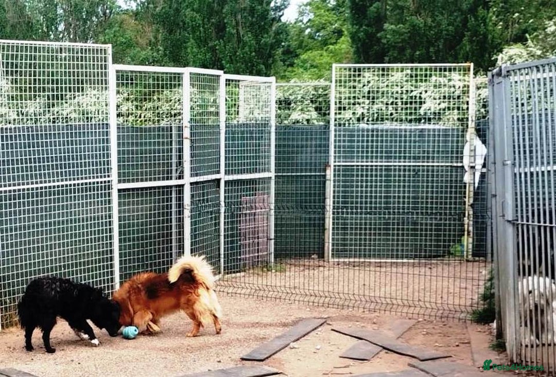 Mixed Breed dogs for adoption: MONTY – an example of Resilience and Devotion - Advert 21