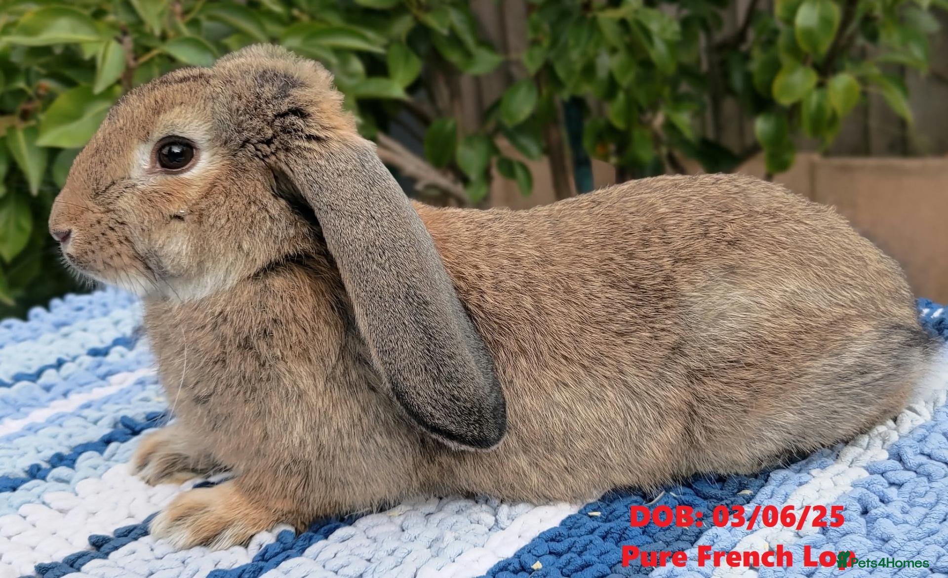 Mini Lop rabbits Cute & Loving French x Mini Lop. Read Description! - Advert 2