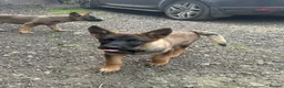 Mixed Breed dogs for sale: German shepherd cross puppies  in Manchester - Advert 6