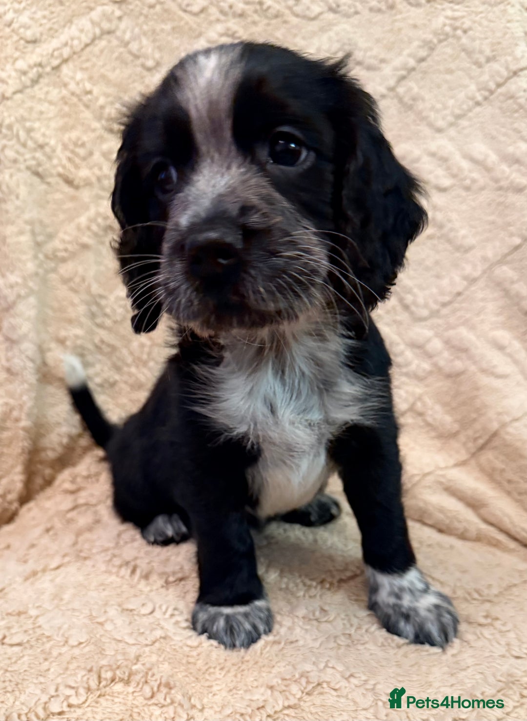 Cocker Spaniel dogs for sale: Cocker spaniel  - Advert 8