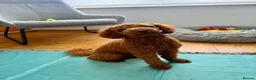 Miniature Poodle dogs for sale: Raised in our arms, ready for your heart - Advert 2