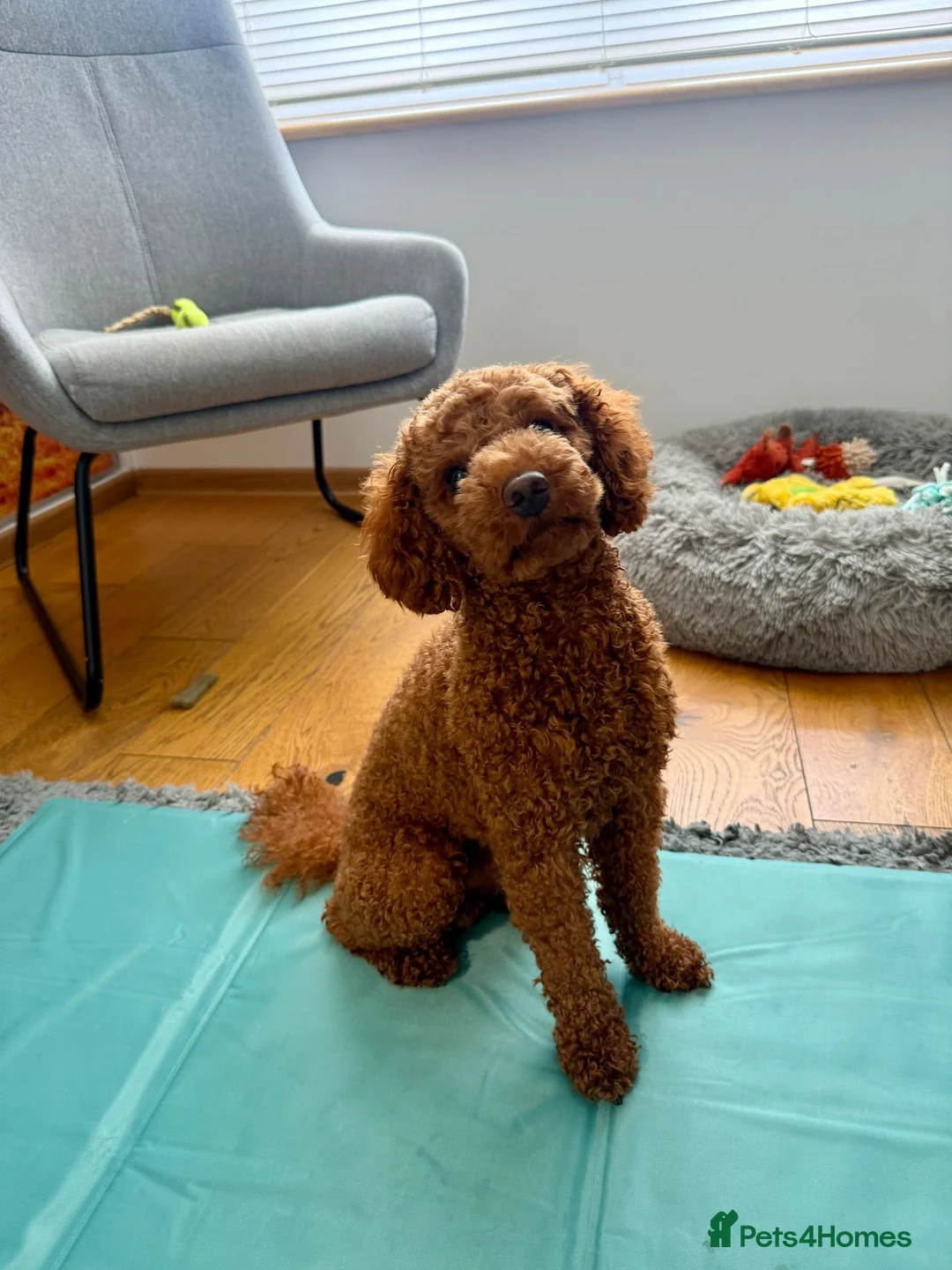 Miniature Poodle dogs for sale: Raised in our arms, ready for your heart - Advert 2