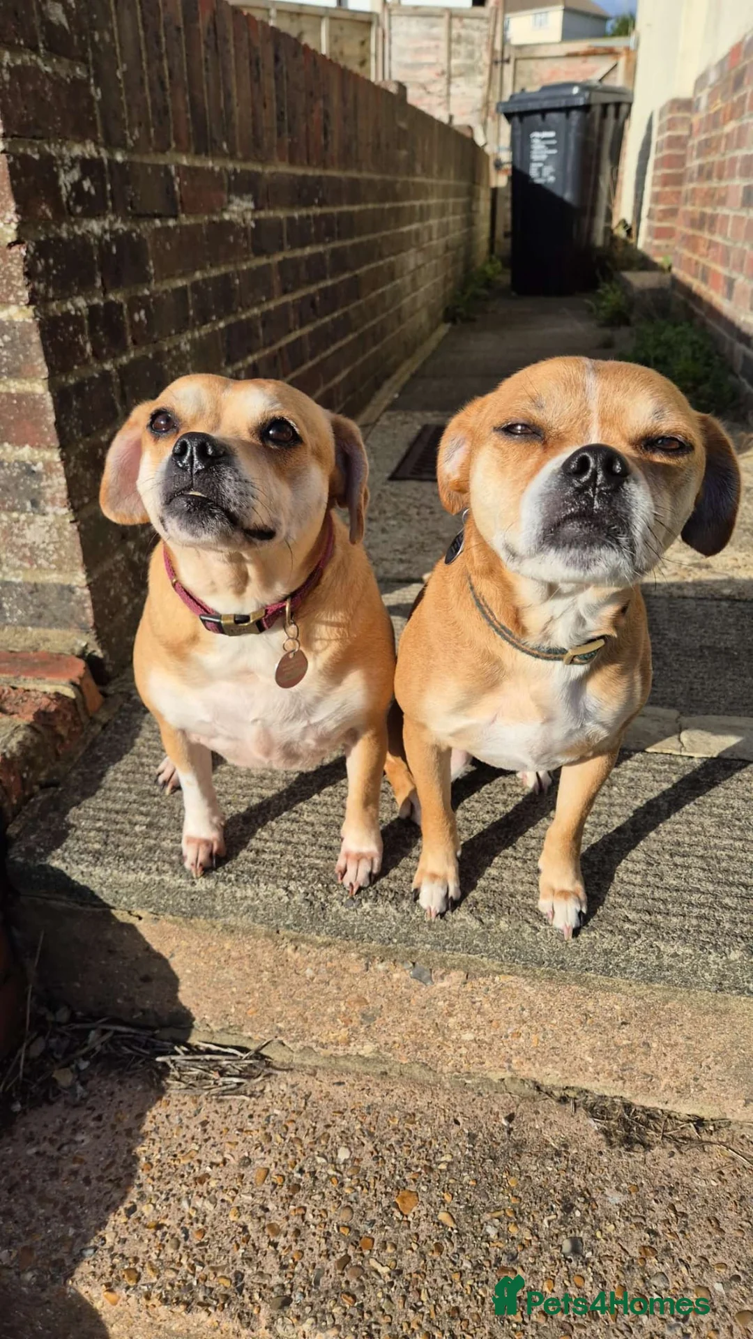 Mixed Breed dogs for sale: 2 Staffie x Pugalier dogs  - Advert 1