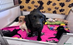 Labrador Retriever dogs for sale: 🩷Two Girls🩷 Fully Vaccinated-KC Labrador Puppies in Launceston - Image 10