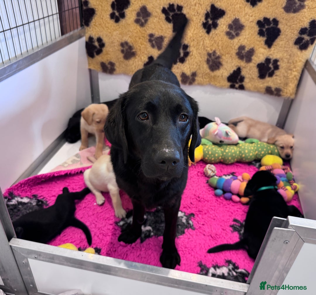 Labrador Retriever dogs for sale: 🩷Two Girls🩷 Fully Vaccinated-KC Labrador Puppies in Launceston - Image 10