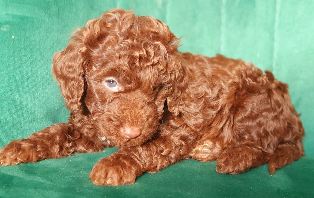 Miniature Poodle dogs for sale: Miniature poodle  - Advert 9