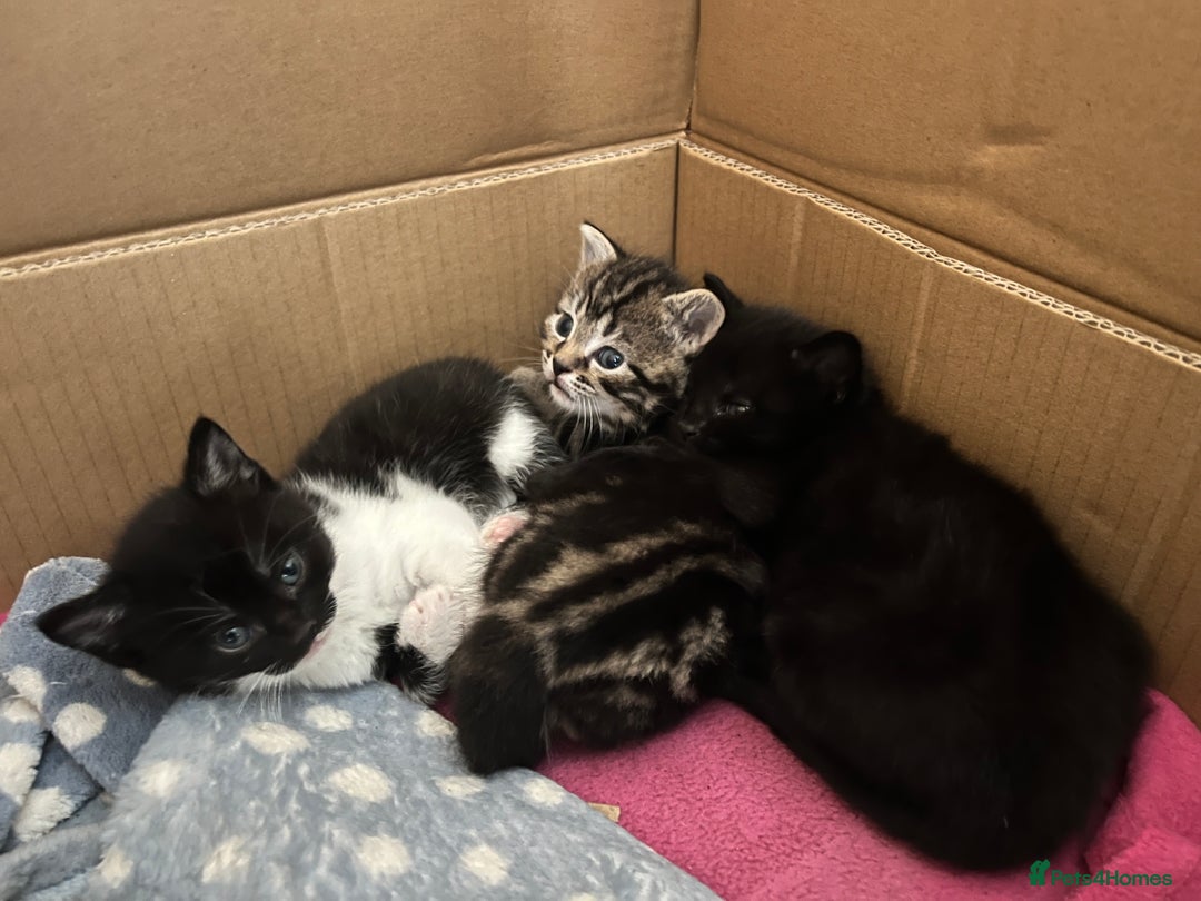 British Shorthair cats for sale: 3 kittens for sale - Image 1