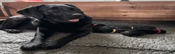 Labrador Retriever dogs for sale: Premium Pedigree Puppies for Labrador Lovers - Advert 2