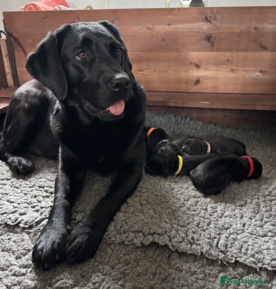 Labrador Retriever dogs for sale: Premium Pedigree Puppies for Labrador Lovers - Advert 2