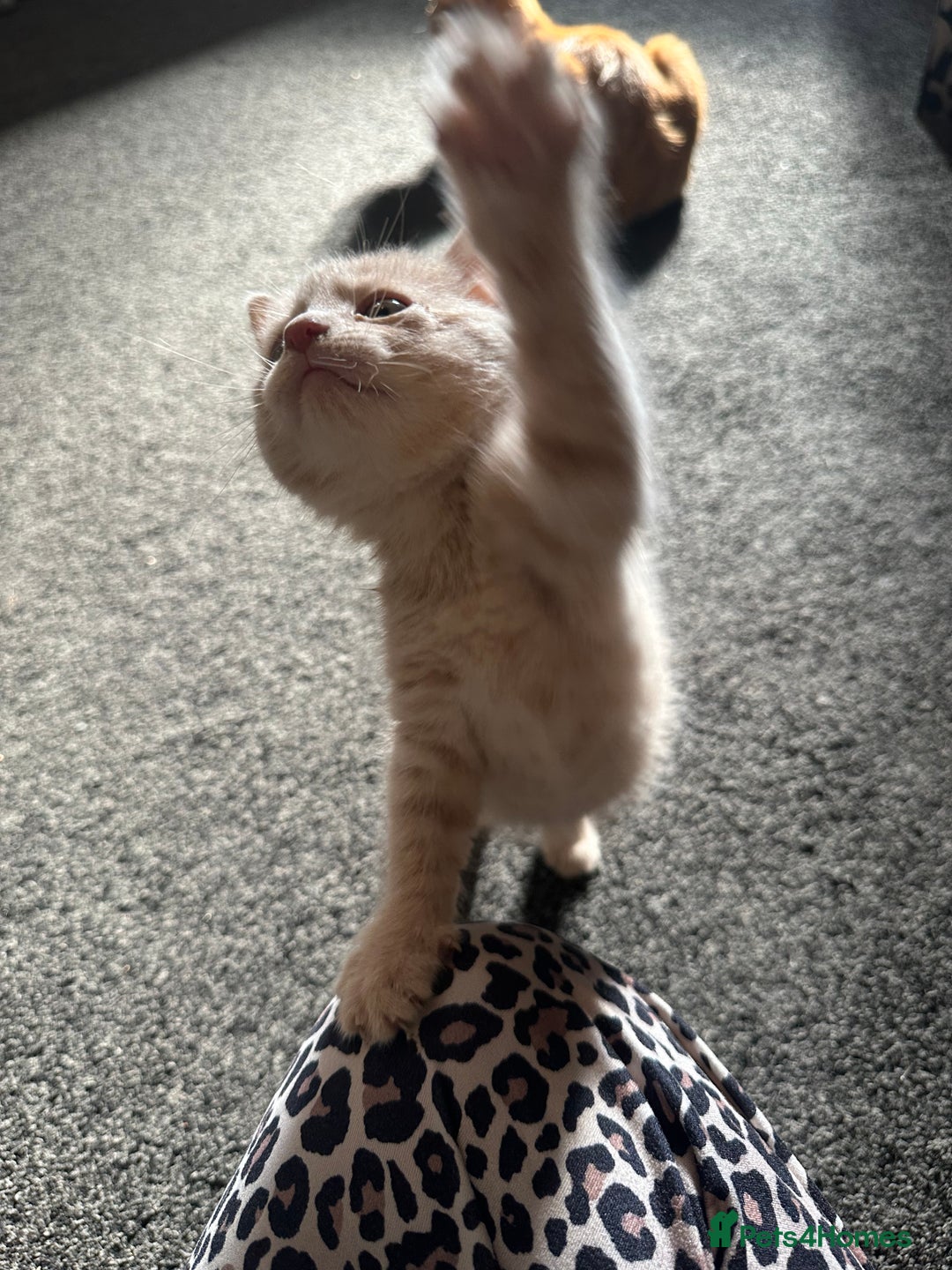 Mixed Breed cats for sale: Beautiful ginger kittens  - Image 15