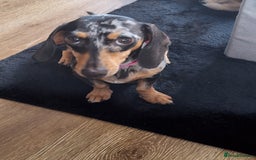 Miniature Dachshund dogs for sale: 4 beautiful mini dash's for sale - Image 5