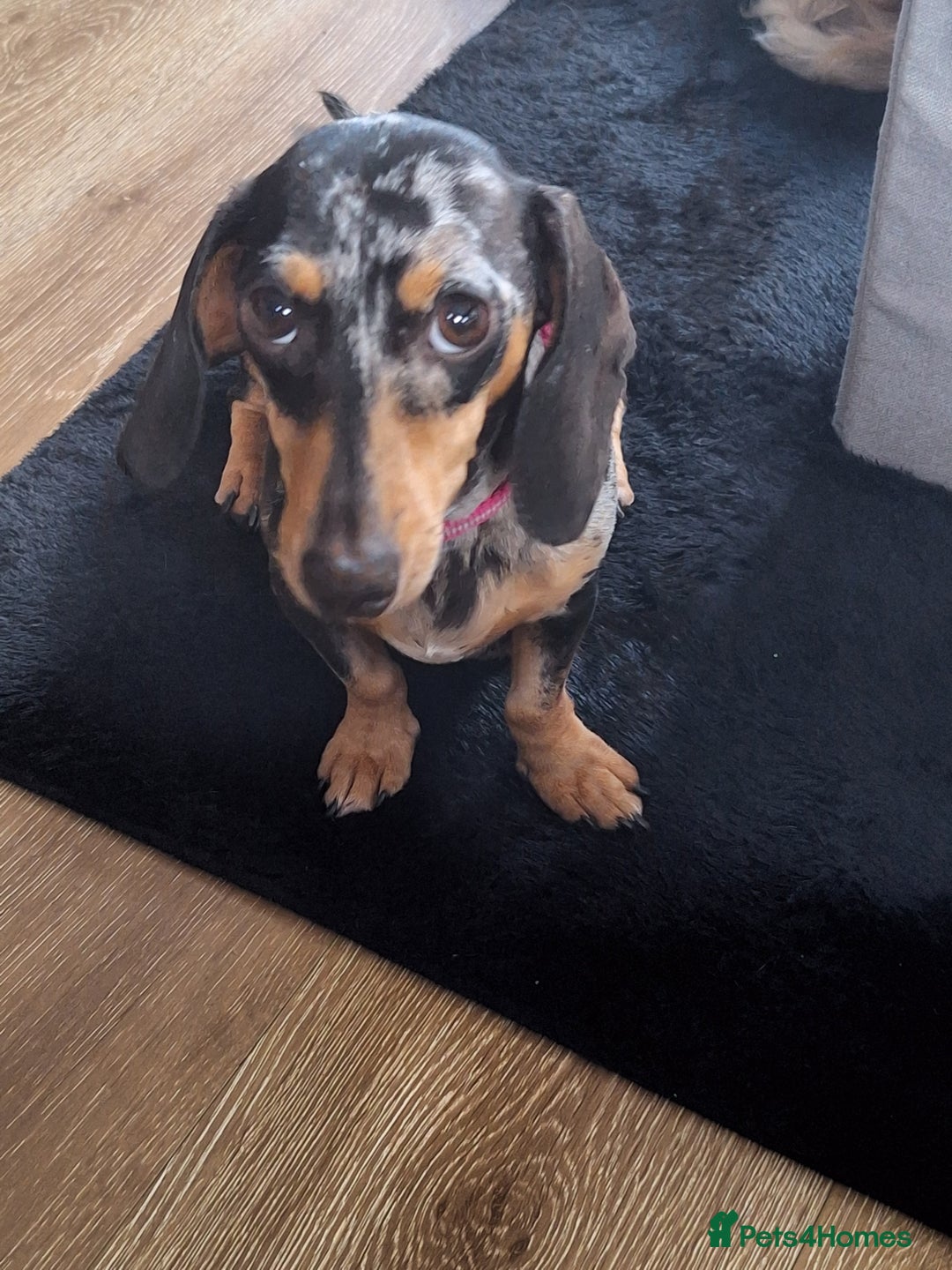 Miniature Dachshund dogs for sale: 4 beautiful mini dash's for sale - Image 5