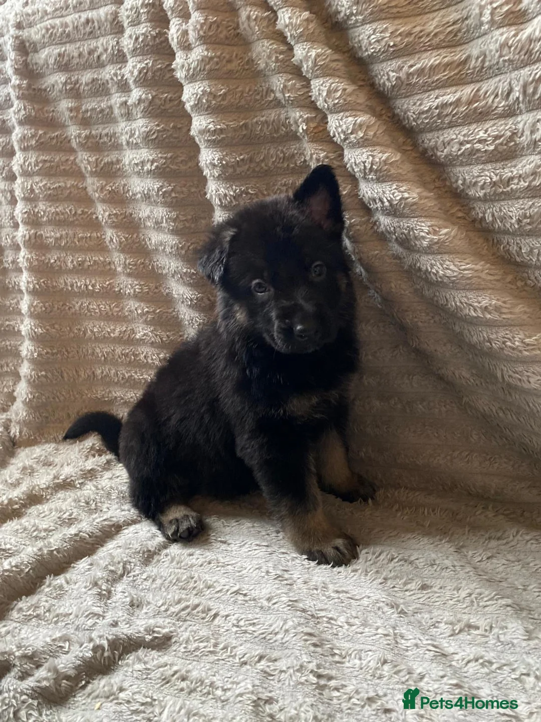 German Shepherd dogs for sale: German Shepherd Puppies - Advert 1