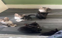 Mixed Breed cats for sale: Black and tabby kittens - Image 3