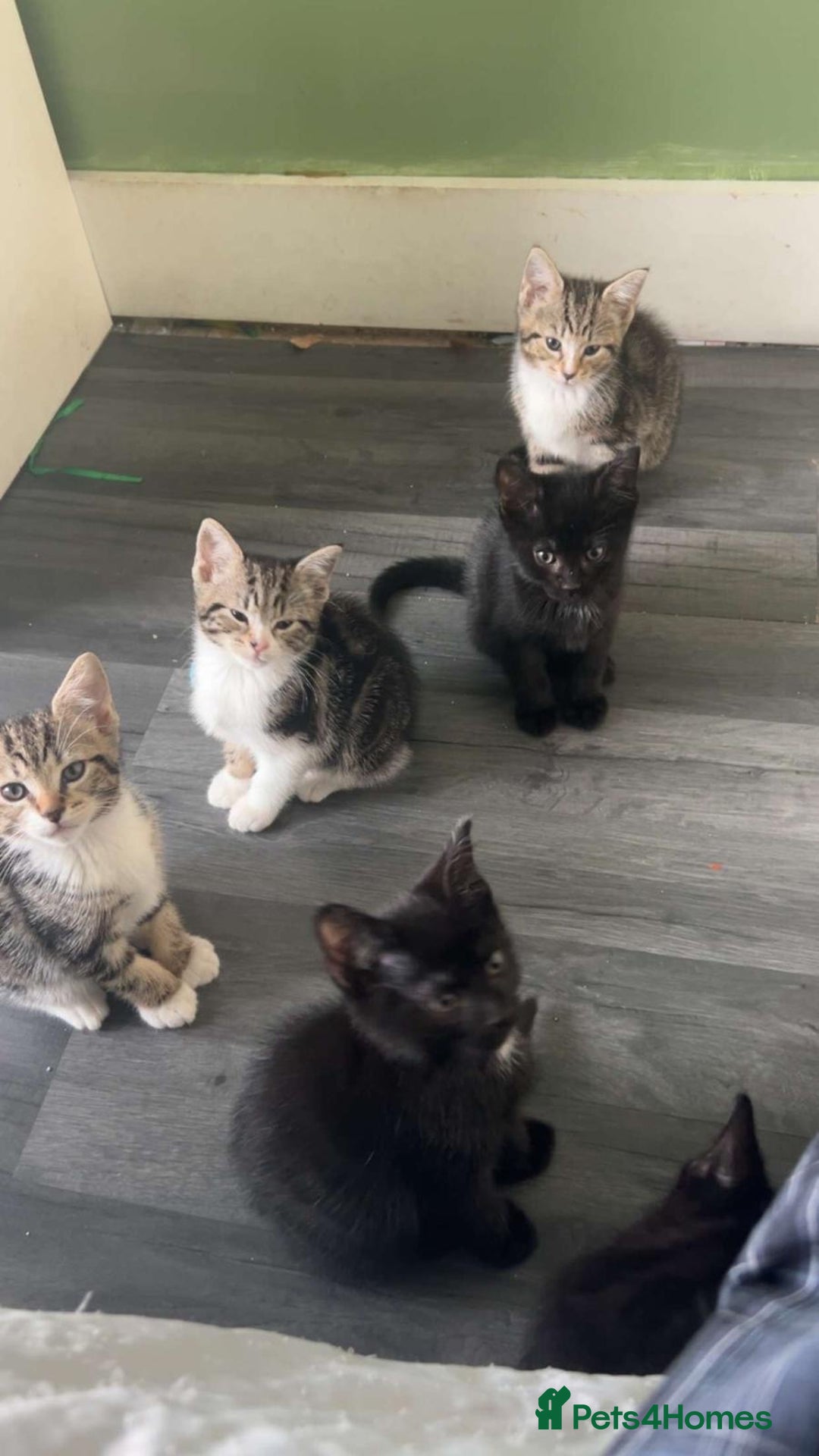 Mixed Breed cats for sale: Black and tabby kittens - Image 3