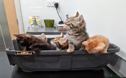 Bengal cats for sale: Gorgeous Bengal / Persian X kittens - Image 12
