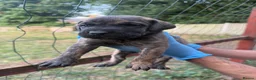 Presa Canario dogs for sale: World class presa canarios  - Advert 21