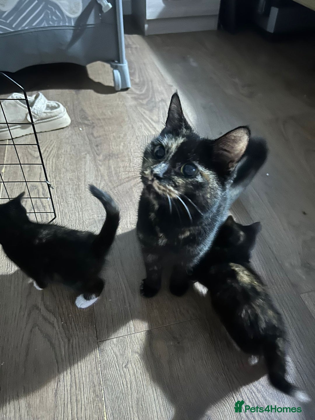 Mixed Breed cats for sale: 2 female Calico/tortoiseshell kittens - Image 7