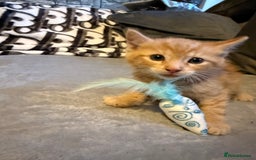 Mixed Breed cats for sale: Maincoon cross kittens - Image 3