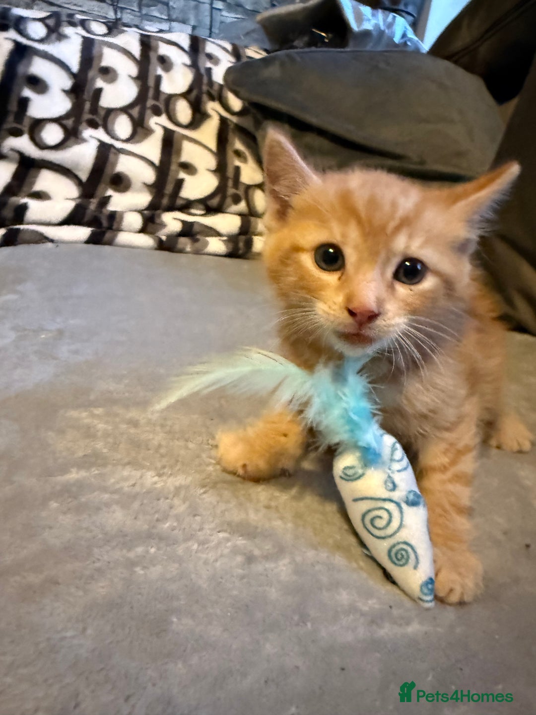Mixed Breed cats for sale: Maincoon cross kittens - Image 3