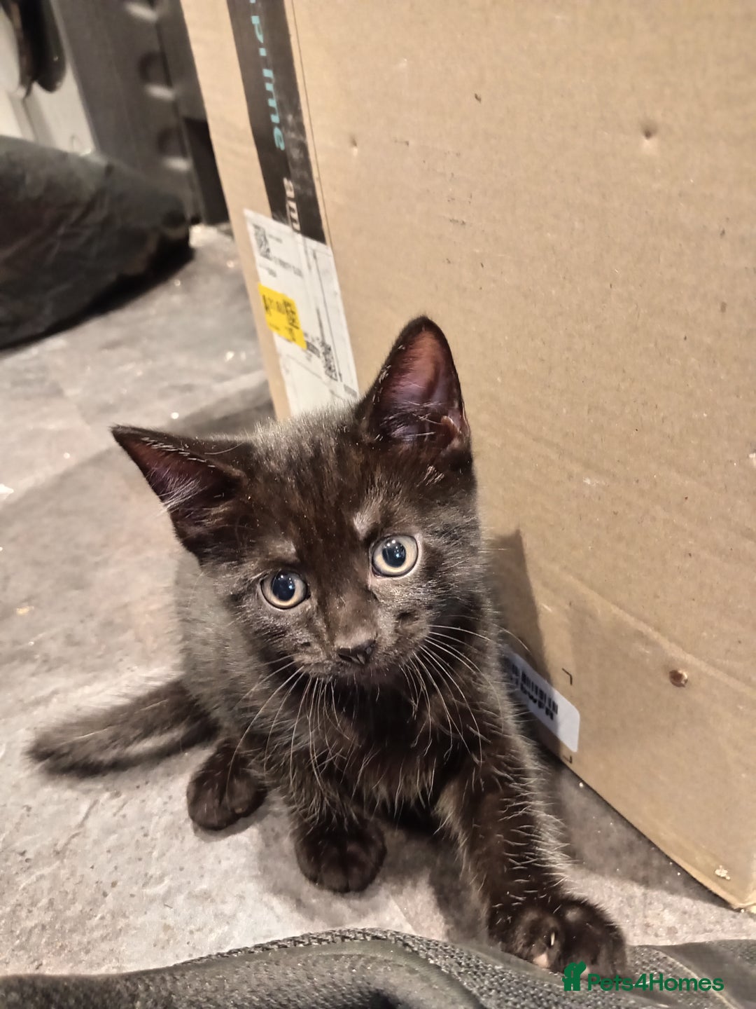 Mixed Breed cats for sale: 5 kittens 75 each - Image 5