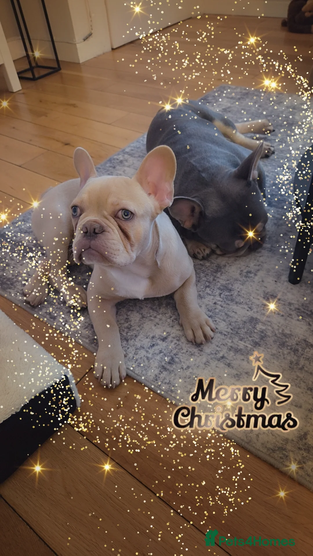 French Bulldog dogs for sale: Male cream frenchbull dog  - Advert 5