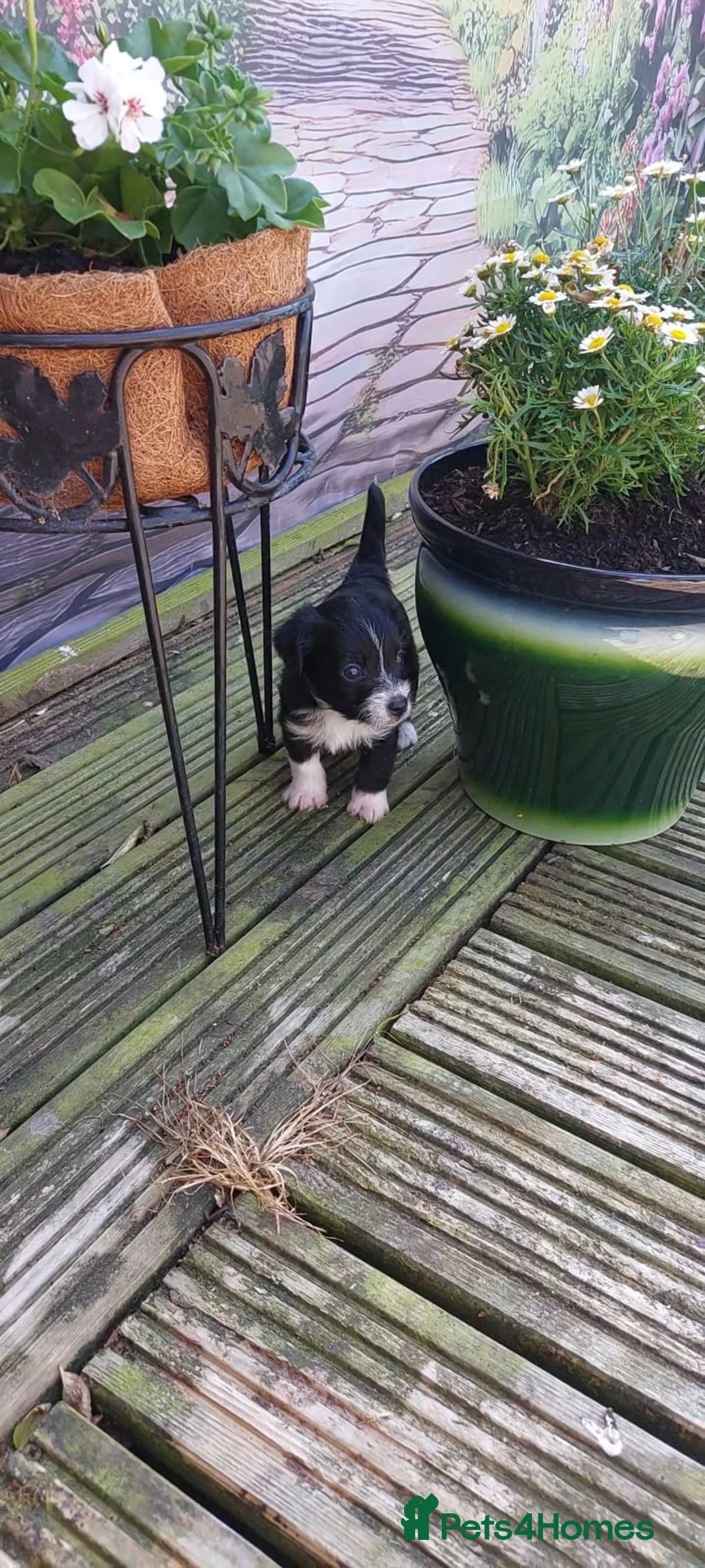 Mixed Breed dogs for sale: JACKINORIPOOS - Advert 27