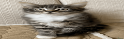 Maine Coon cats for sale: Maine Coon Absolutely Beautiful Kittens For Sale  - Advert 16