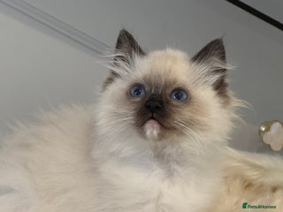 Ragdoll cats Ready 15th Dec. Traditional Pedigree Ragdolls. 🏆 - Advert 3