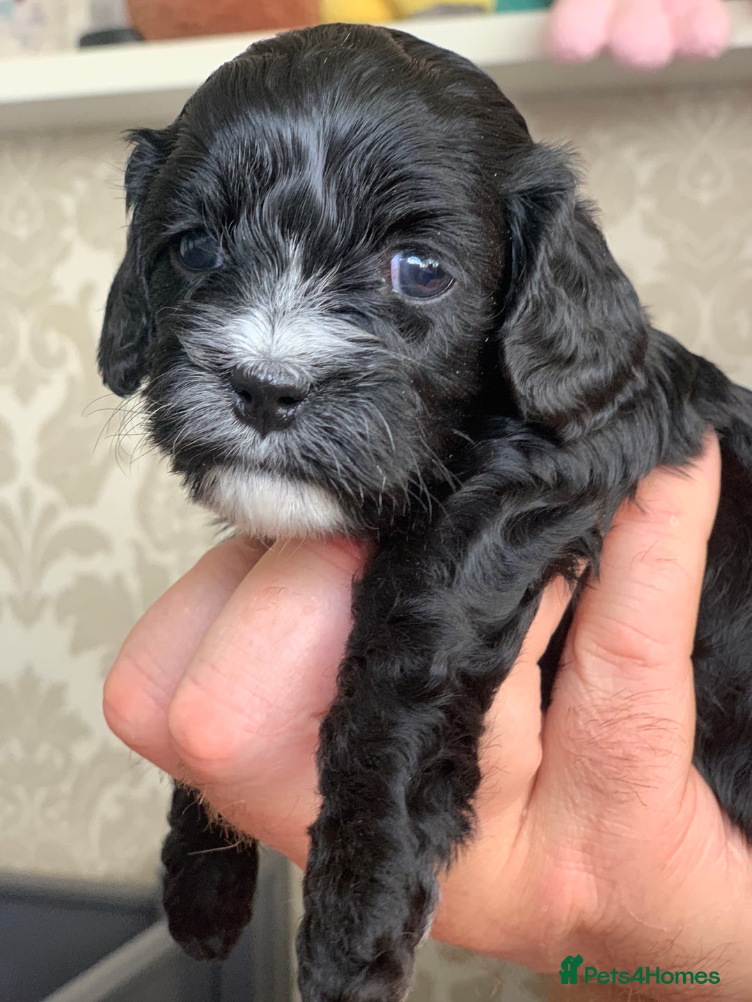 Cavapoo dogs for sale: Our last beautiful F1 Cavapoo is available! - Image 6