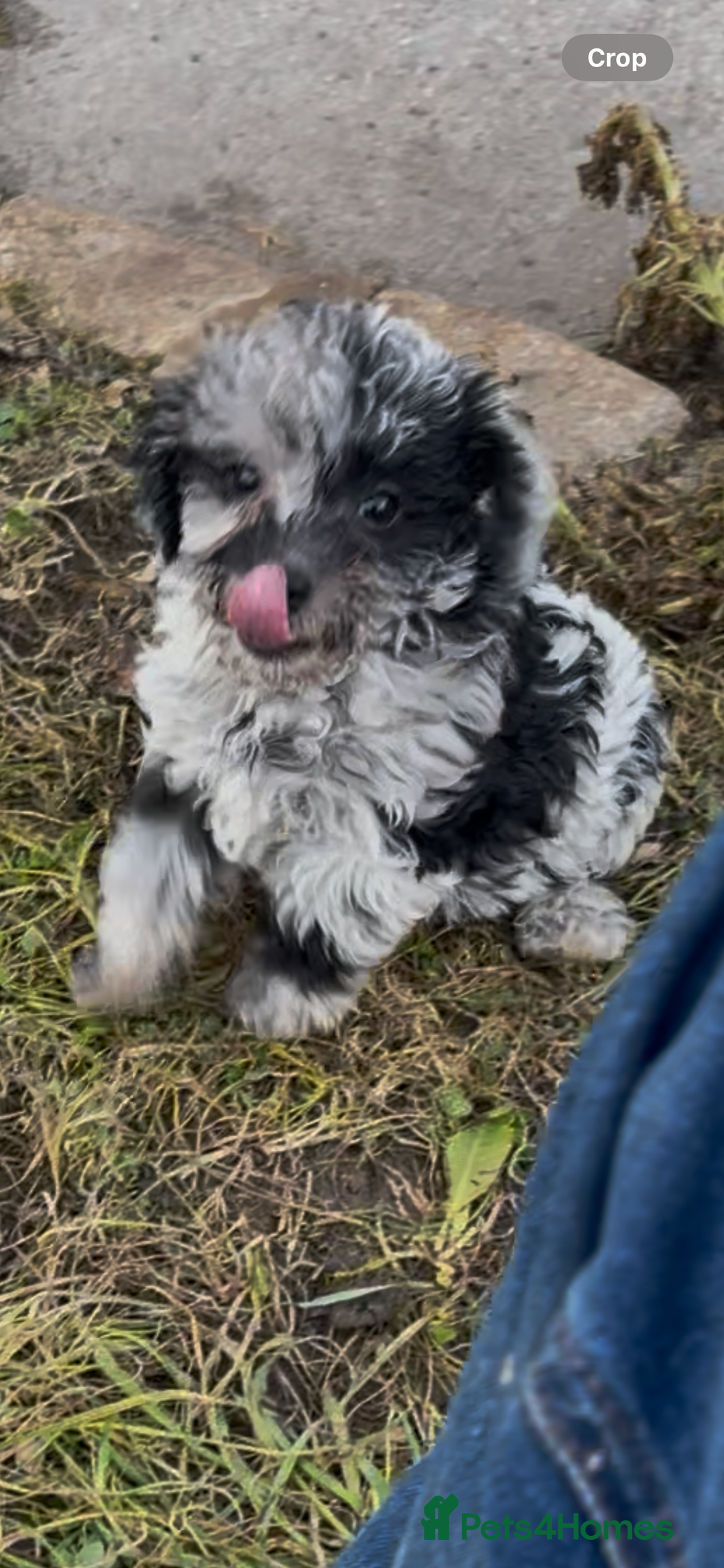 Jackapoo dogs for sale: Jackapoo  - Image 7