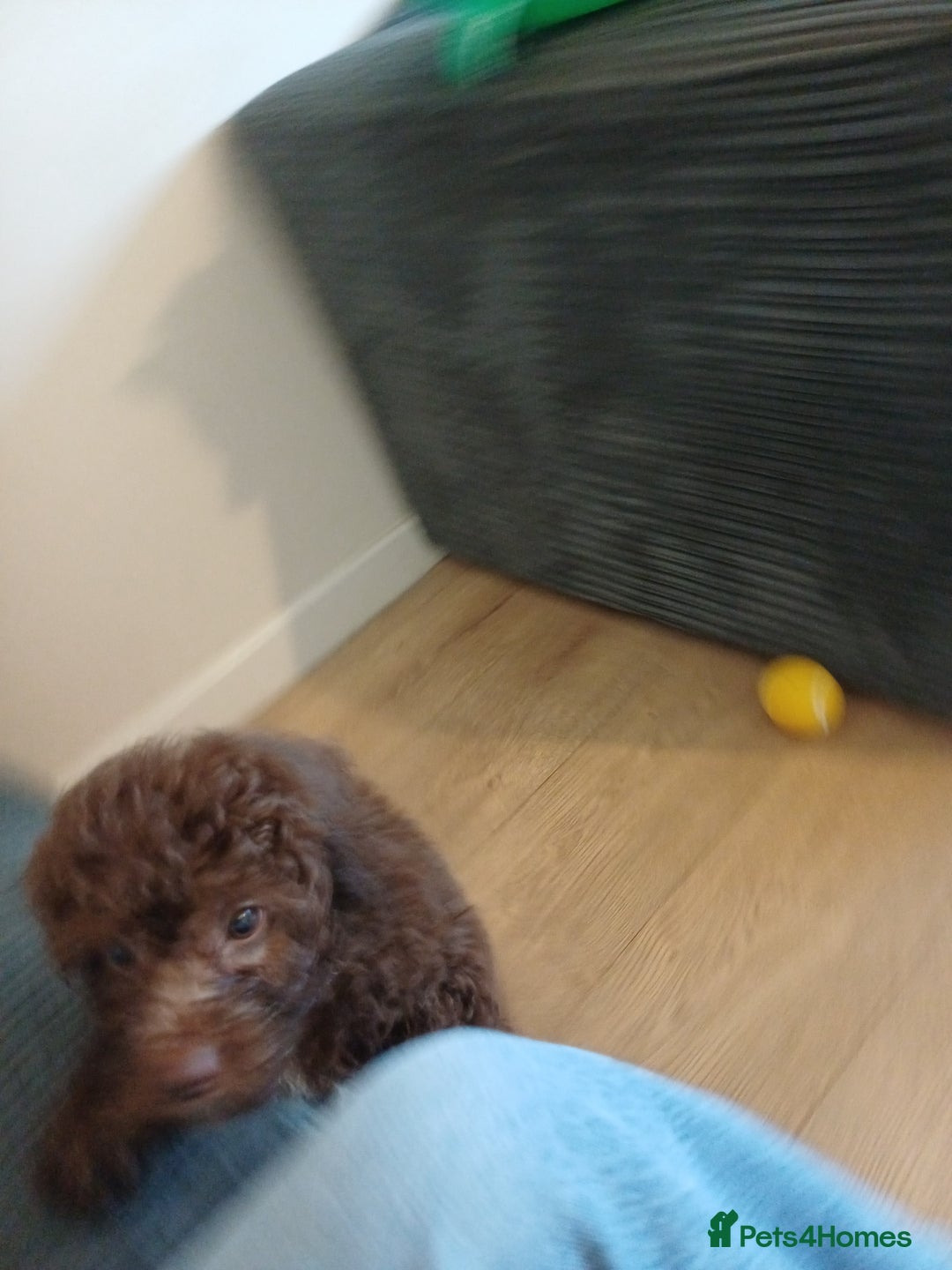 Cockapoo dogs for sale: Gorgeous cockapoo looking for his forever home! - Image 3