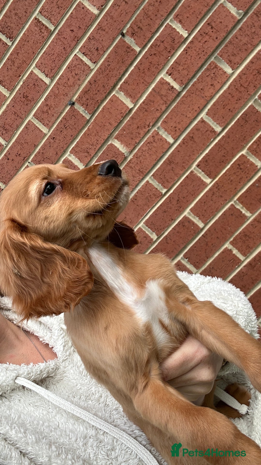 Cocker Spaniel dogs for sale: ‼️REDUCED‼️KC registered Red Cocker Spaniel Pups  - Image 14