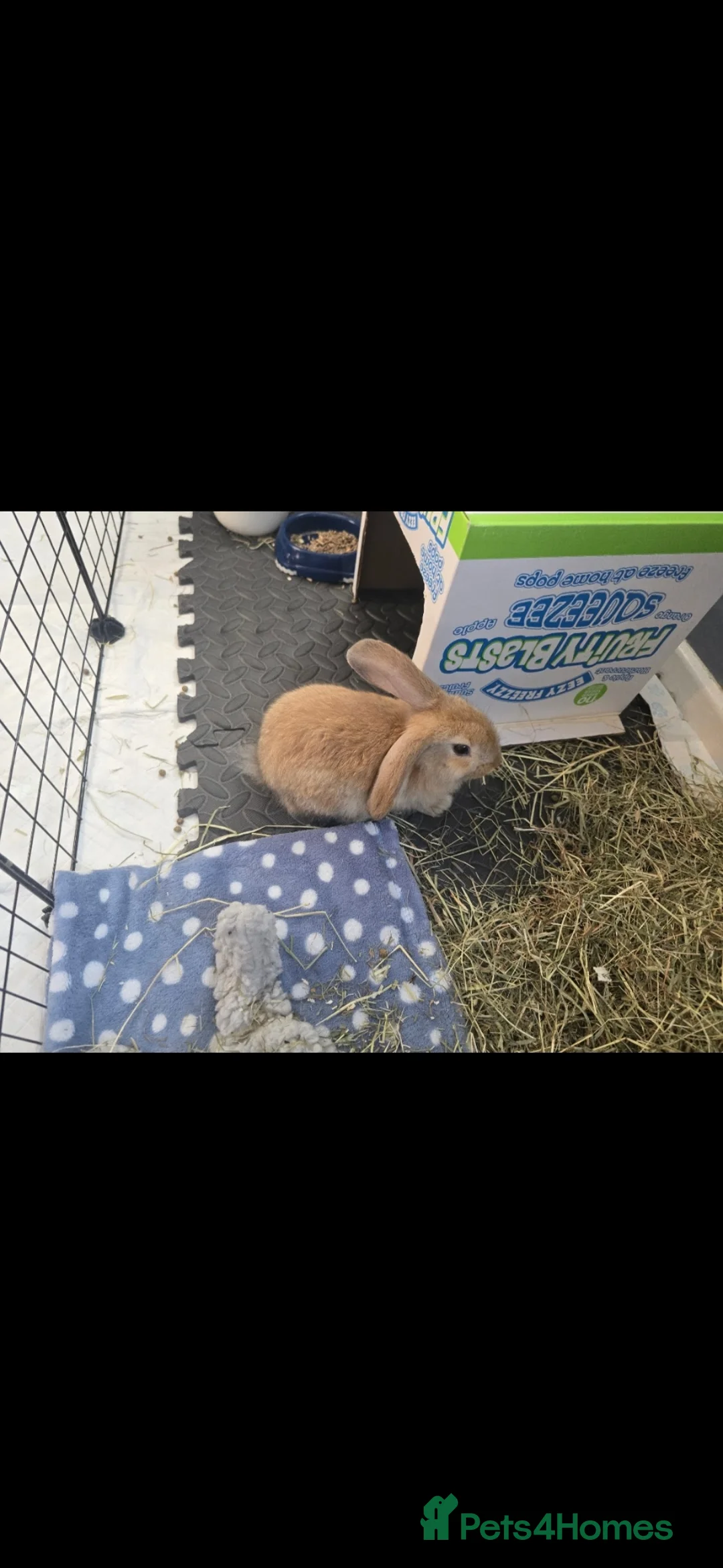 Mixed Breed rabbits for sale: Ginger Male Rabbit in Grimsby - Advert 7