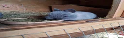 Netherland Dwarf rabbits for sale: Netherland Dwarf  - Advert 3