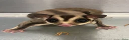 Sugar Glider rodents for sale: 2 female sugar gliders  - Advert 1