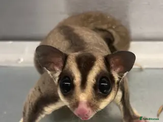 Sugar Glider rodents 2 female sugar gliders - Advert 18