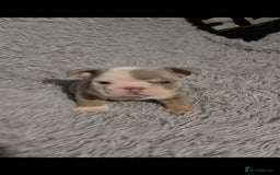 English Bulldog dogs for sale: Kc reg British bulldogs  - Image 11