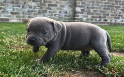 Staffordshire Bull Terrier dogs for sale: Champion Bred - Staffordshire Bull Terrier Puppies - Image 20