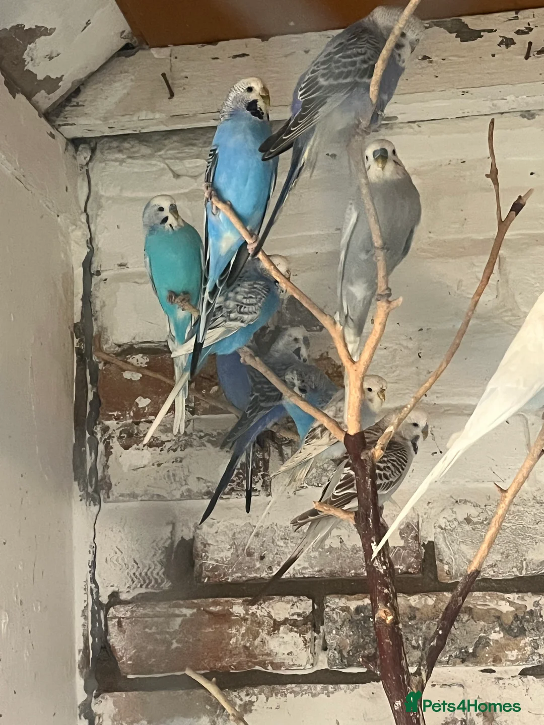 Mixed Breed birds for sale: Budgies for sale - Advert 3