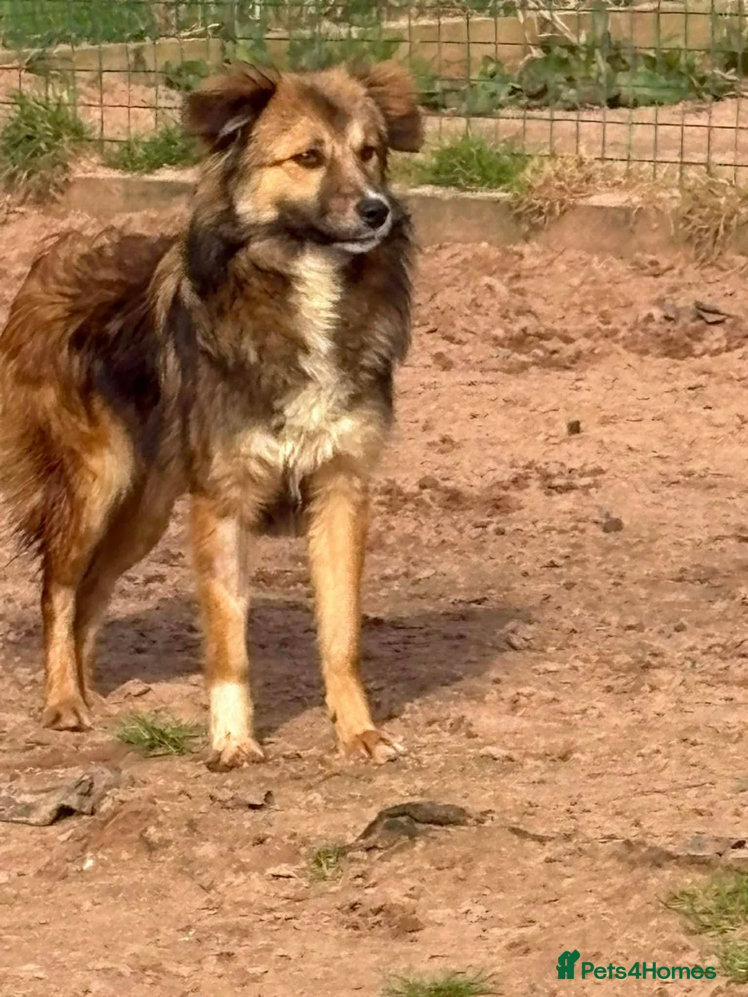 Mixed Breed dogs for adoption: Meet Twix, currently residing in Cheshire  in Nantwich - Advert 5